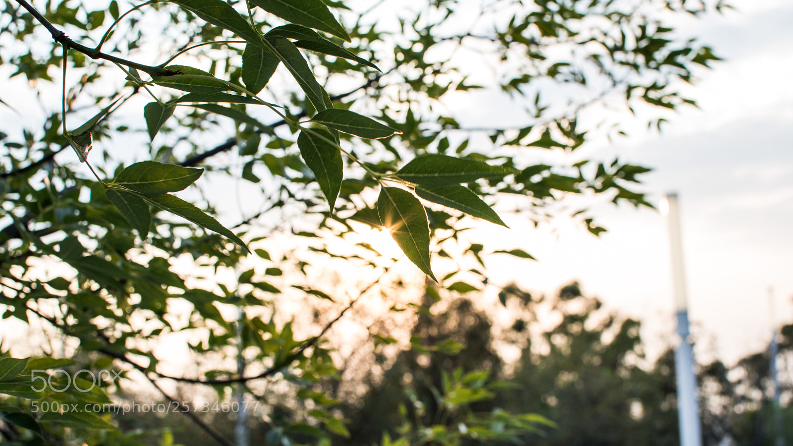 Nikon D5500 sample photo. Sun photography