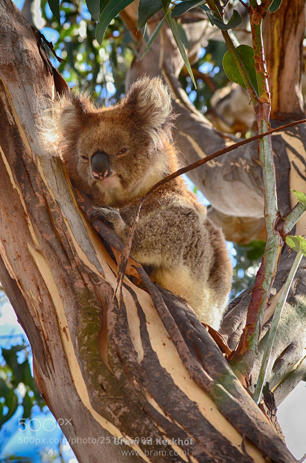 Nikon D7000 sample photo. Koala sitting in tree photography