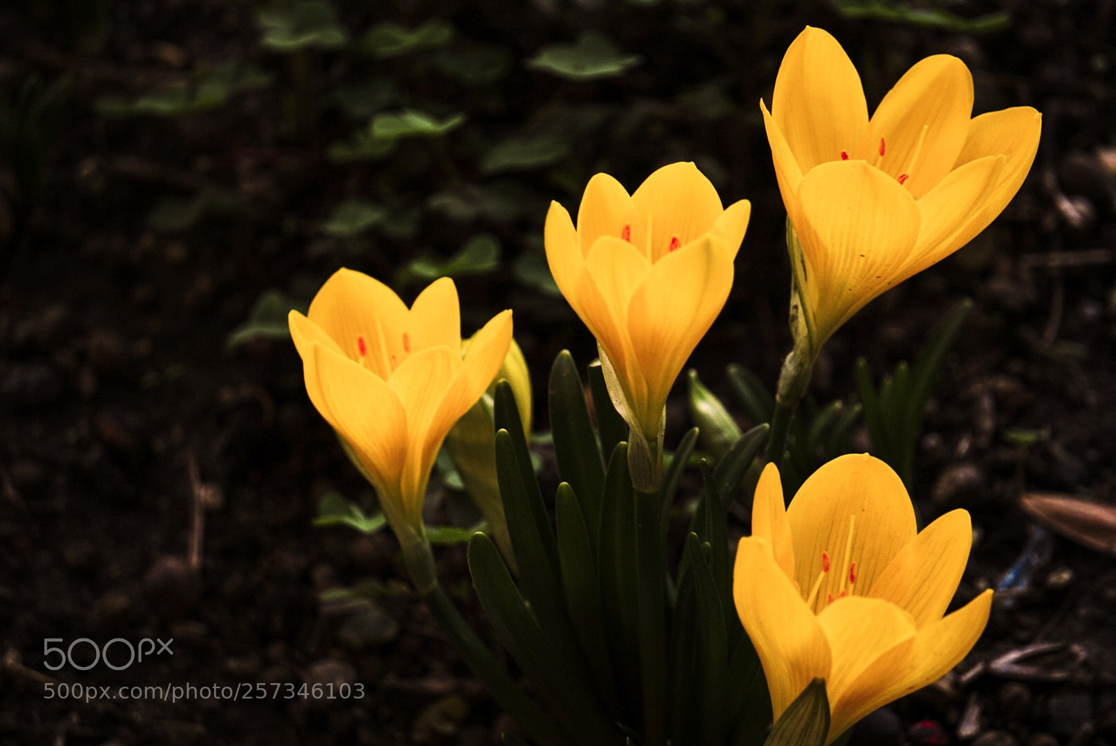 Sony a6300 sample photo. Yellow flowers ? photography