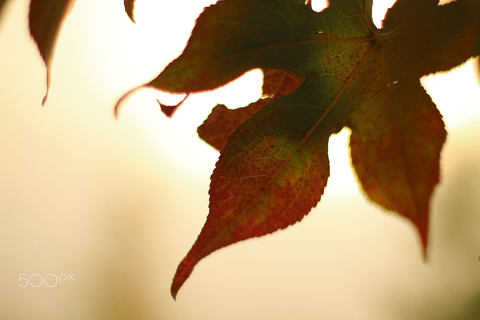 Canon EOS 7D + Canon EF 50mm F1.8 II sample photo. Sunset photography