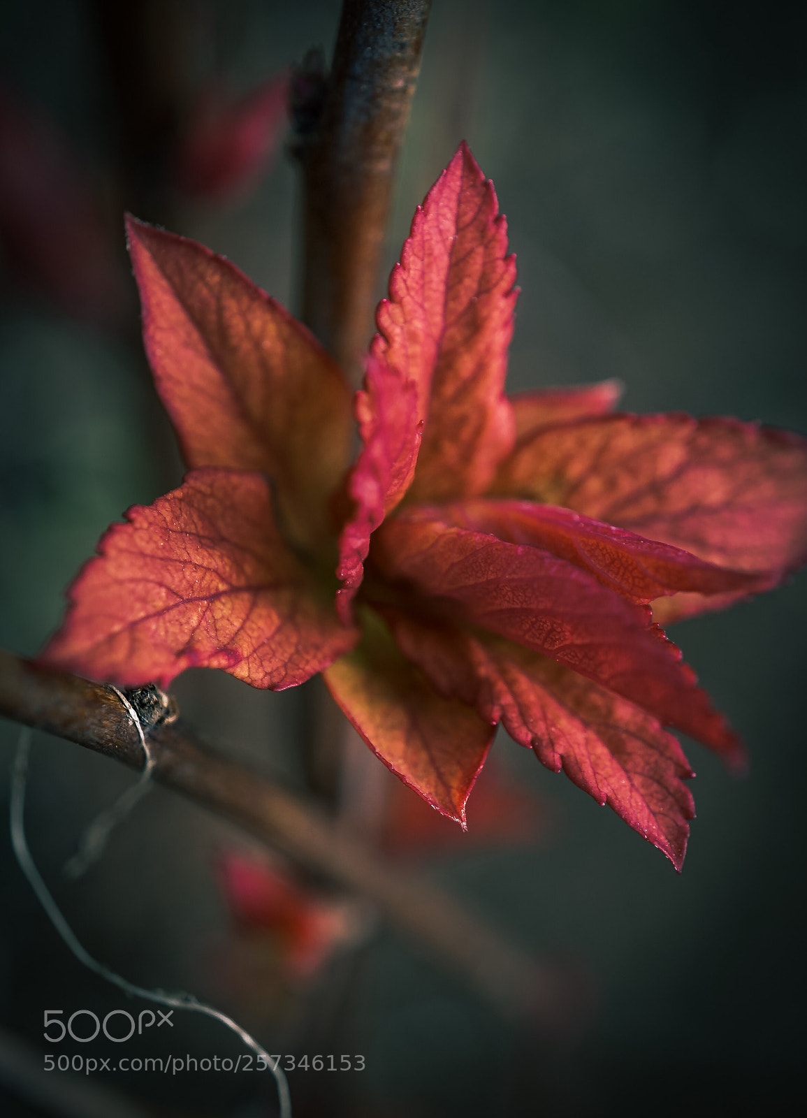 Sony a7 II sample photo. "new life " photography