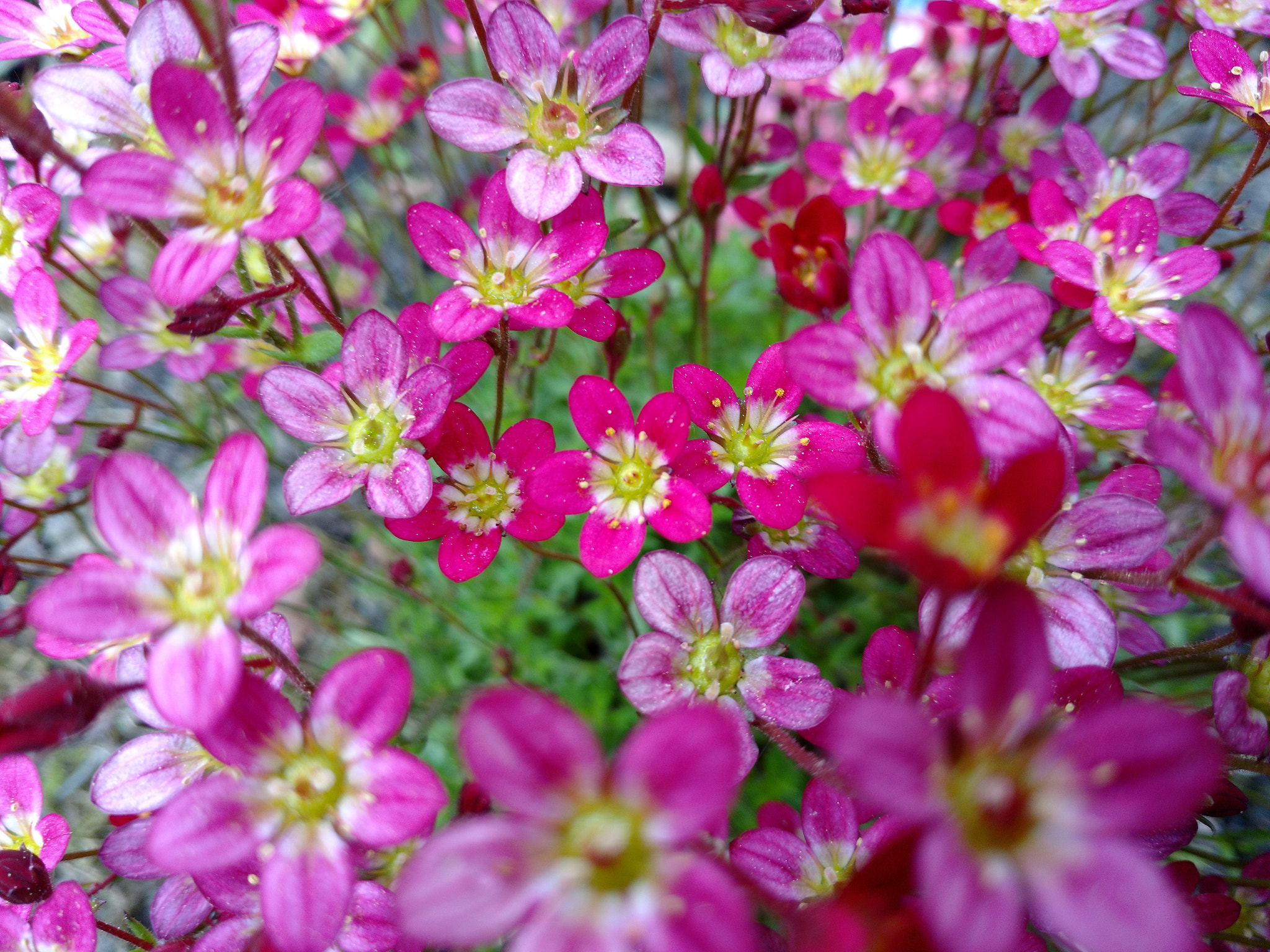 Motorola Moto X Play sample photo. #bossblossoms photography