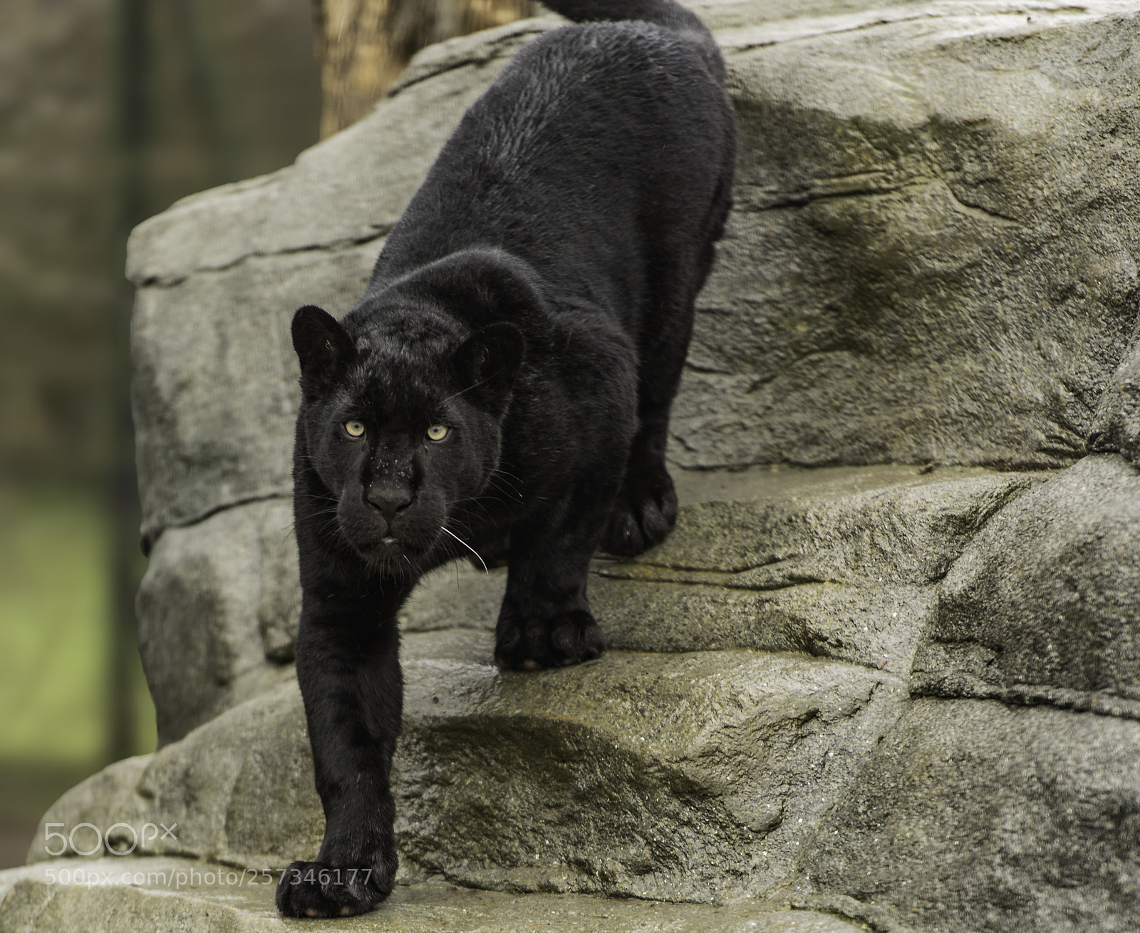 Nikon D5 sample photo. Black jaguar series photography