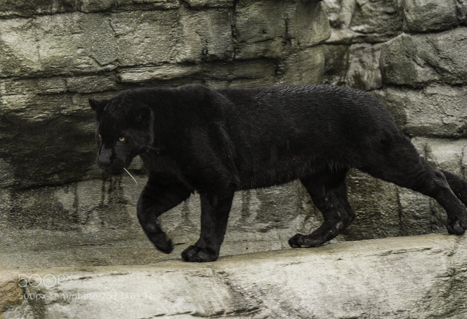 Nikon D5 sample photo. Black jaguar series photography