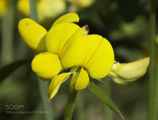 Canon EOS 1200D (EOS Rebel T5 / EOS Kiss X70 / EOS Hi) sample photo. Lotus corniculatus photography
