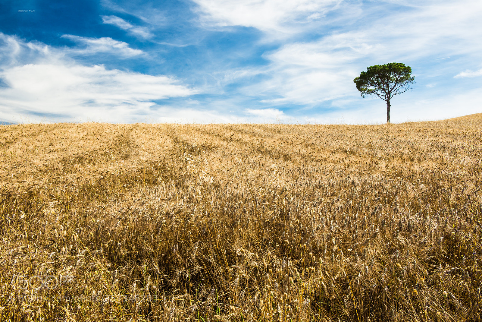 Nikon D610 sample photo. L'albero solitario photography
