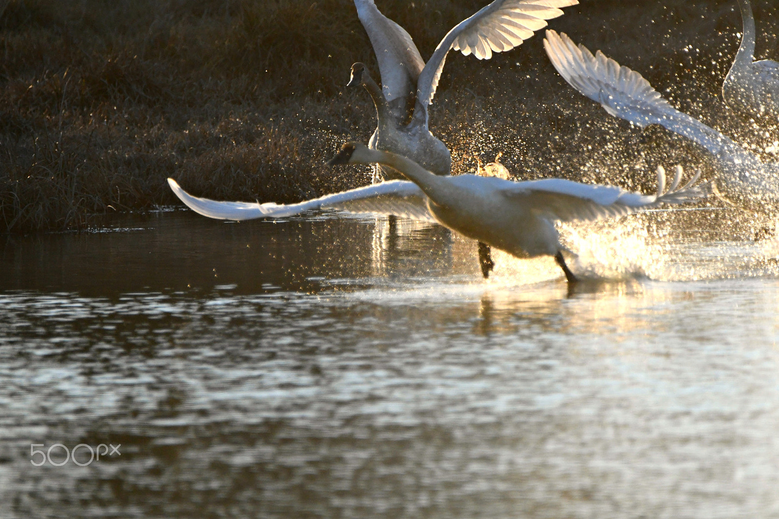 Nikon D500 sample photo. Dancing diamonds photography
