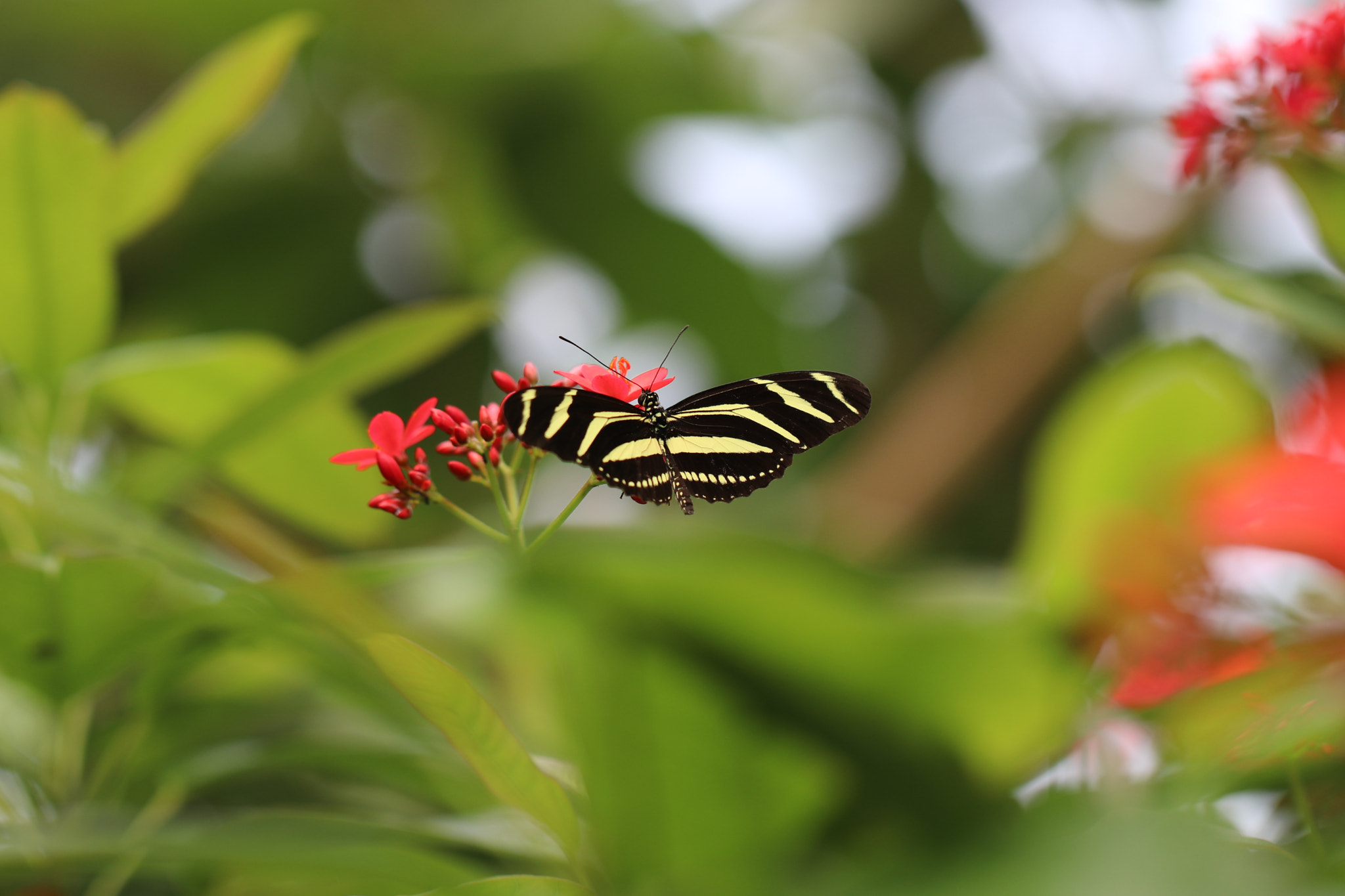 Canon EF 100mm F2.8L Macro IS USM sample photo. Zebra longwing butterfly photography