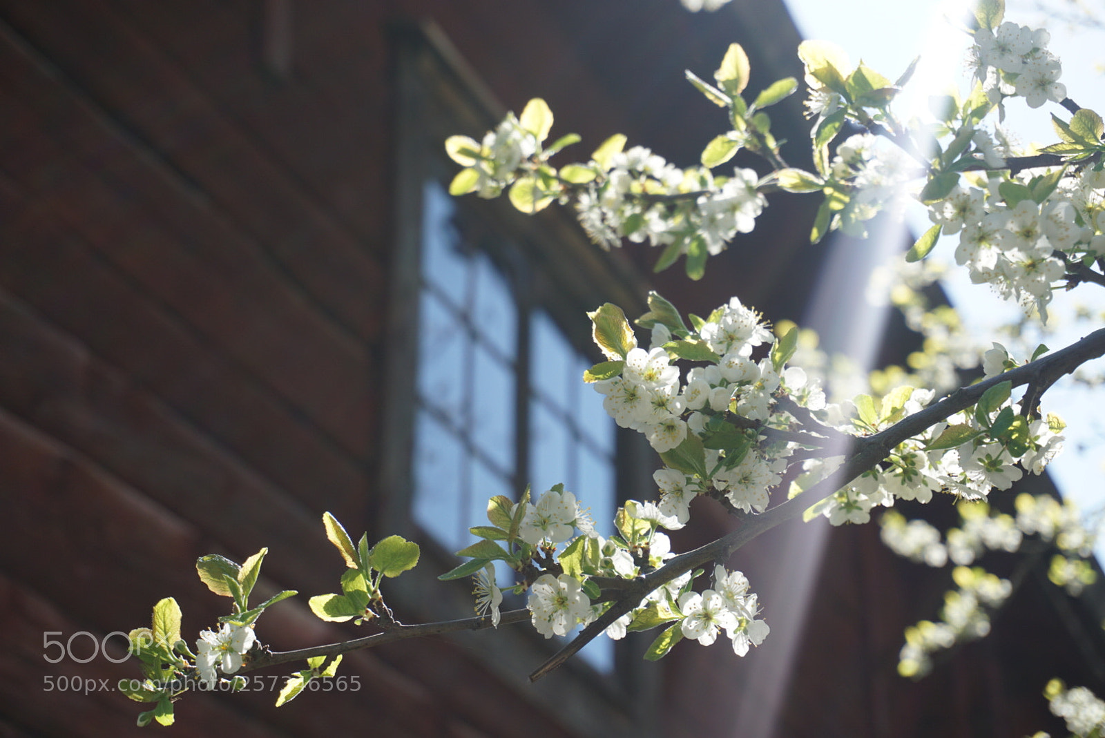 Sony a6000 sample photo. Untitled photography