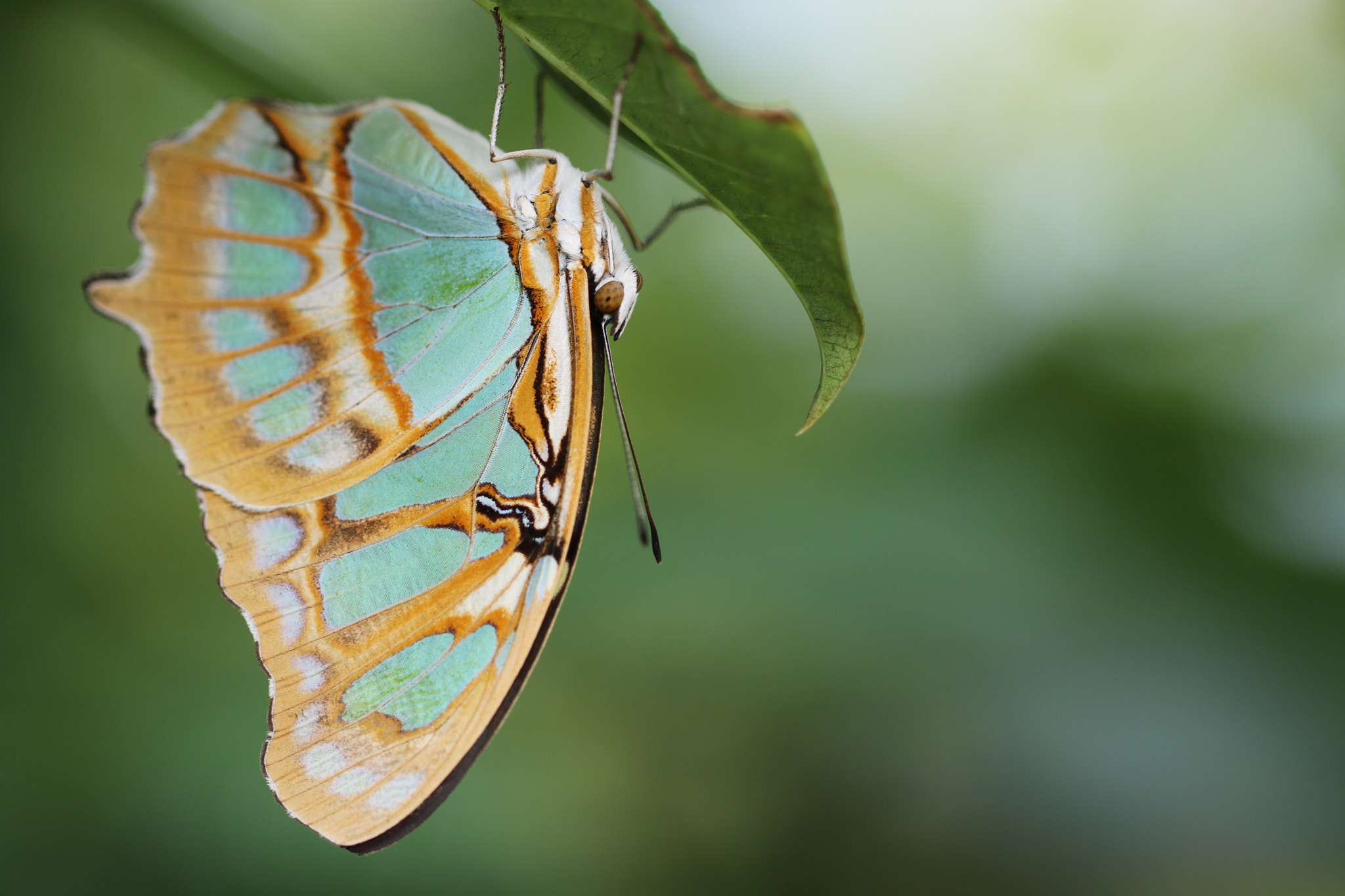 Canon EF 100mm F2.8L Macro IS USM sample photo. Malachite butterfly photography