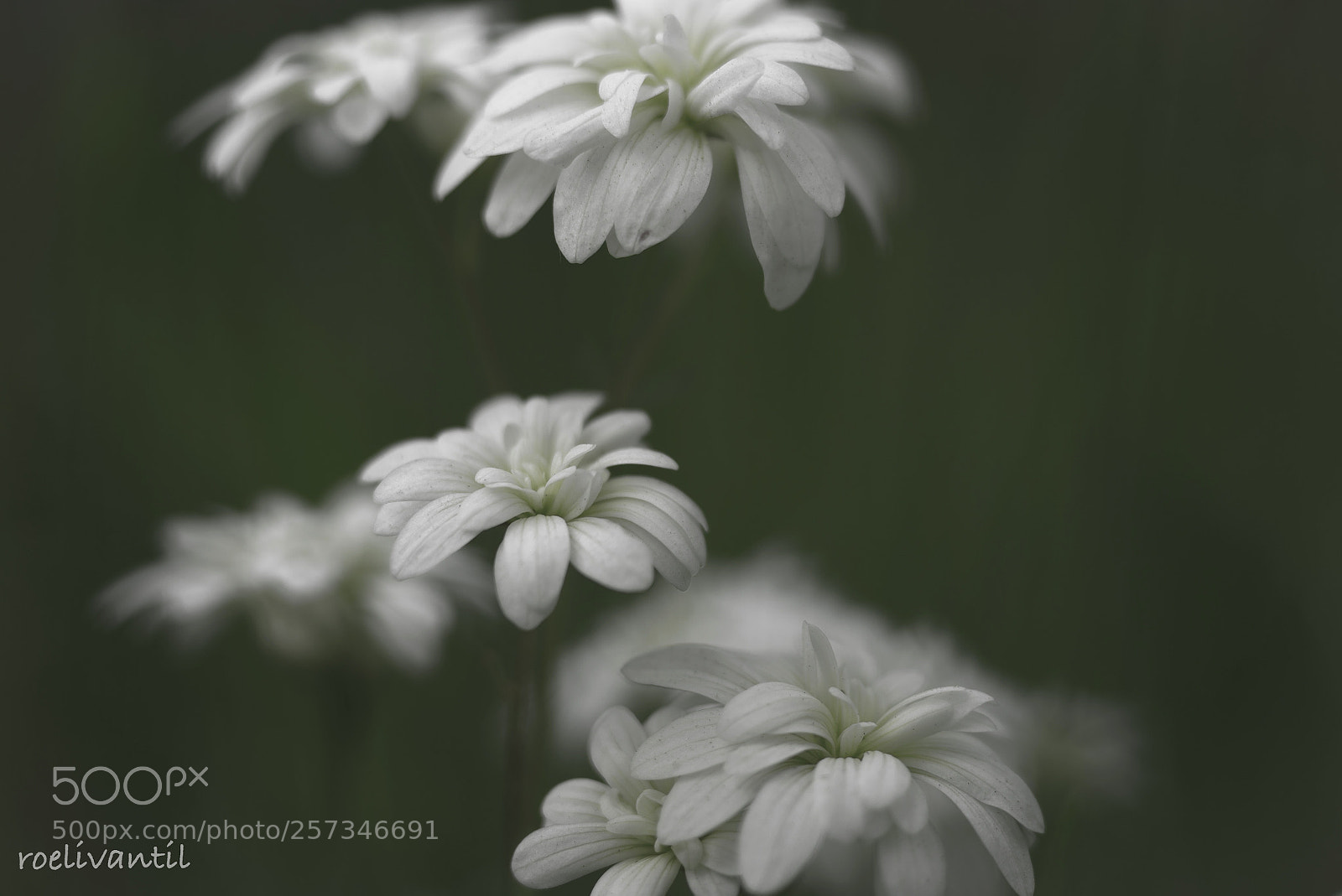 Nikon D750 sample photo. White flower photography