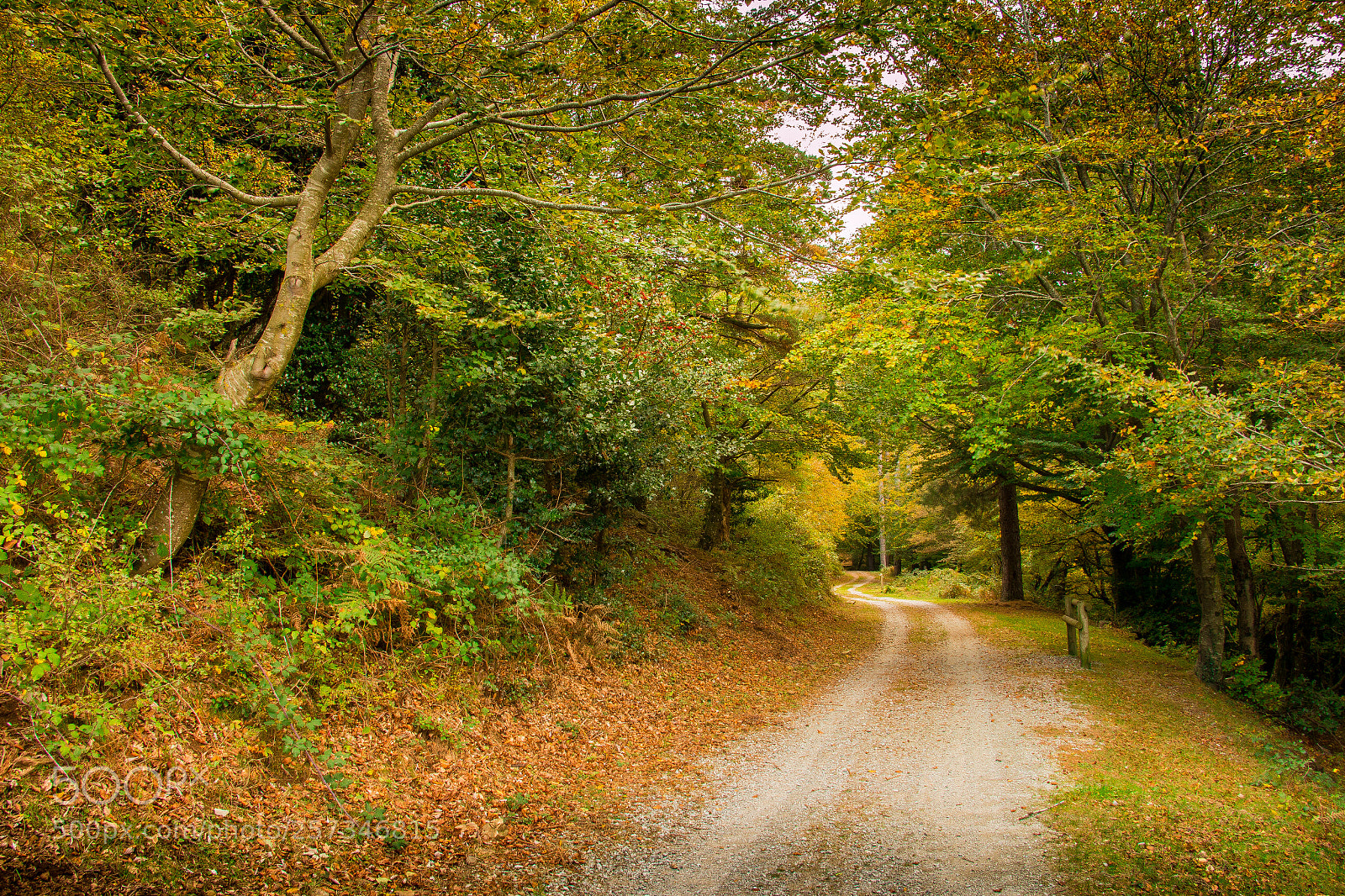Canon EOS 70D sample photo. The forest photography