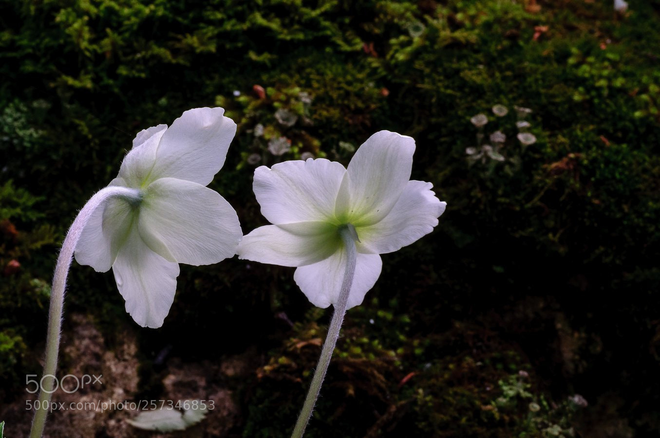 Nikon D90 sample photo. * photography