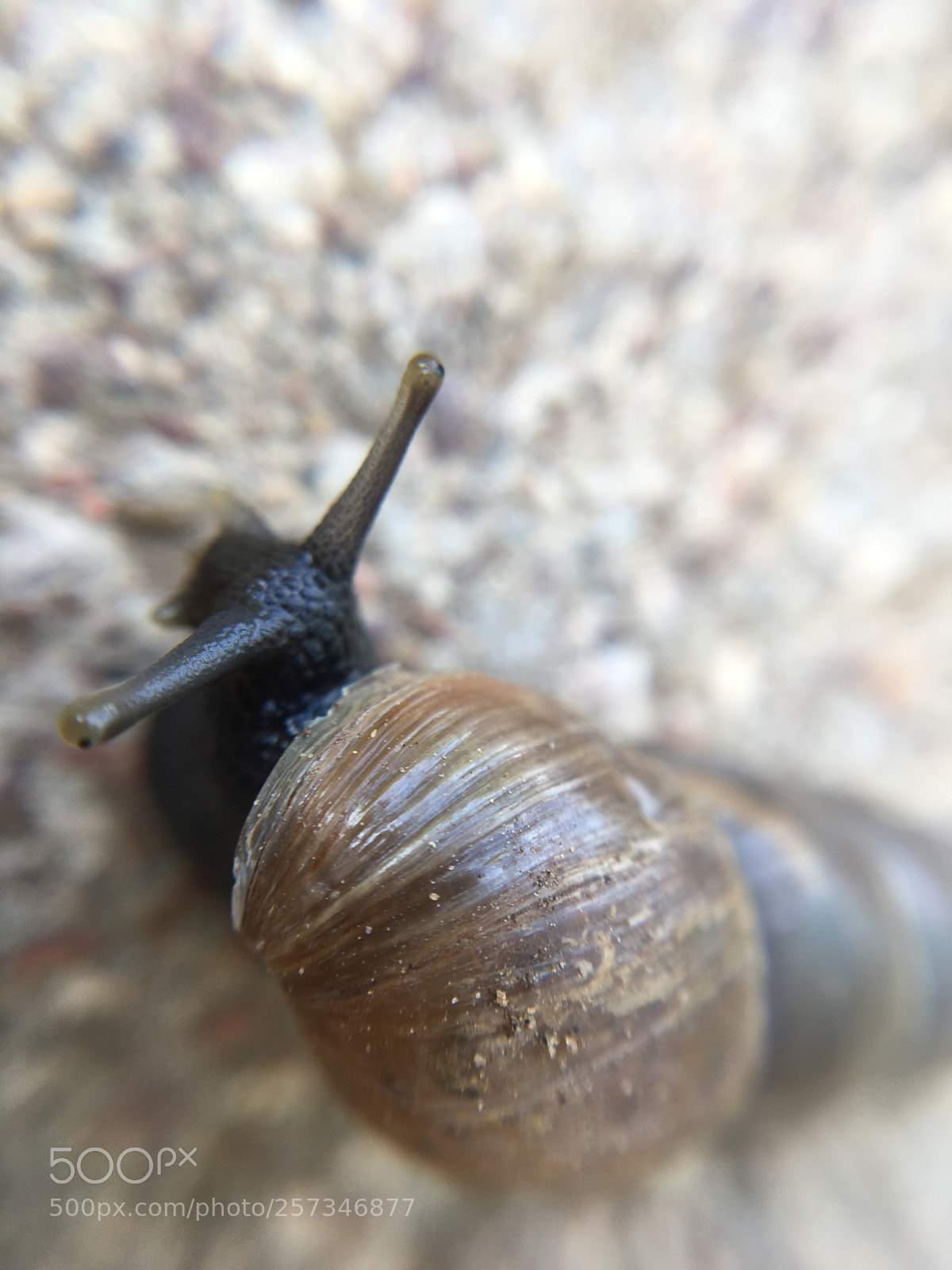 Apple iPhone SE sample photo. Snails photography