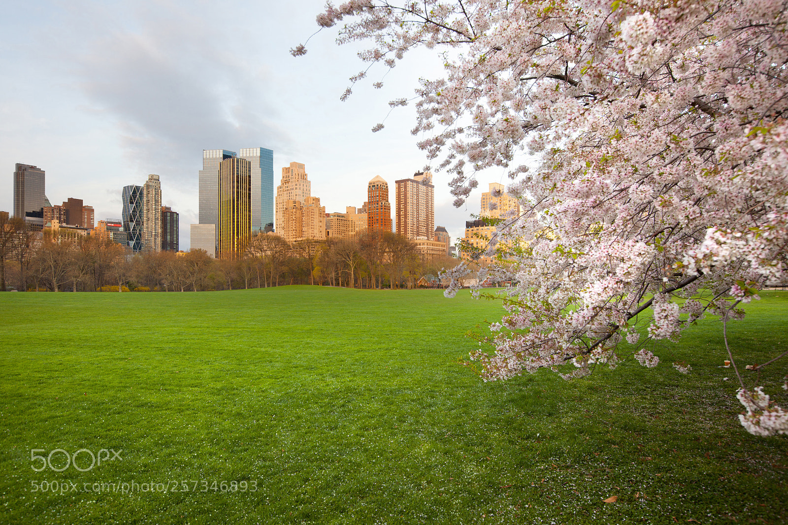 Canon EOS 5D Mark II sample photo. Cherry blossom at sheep photography