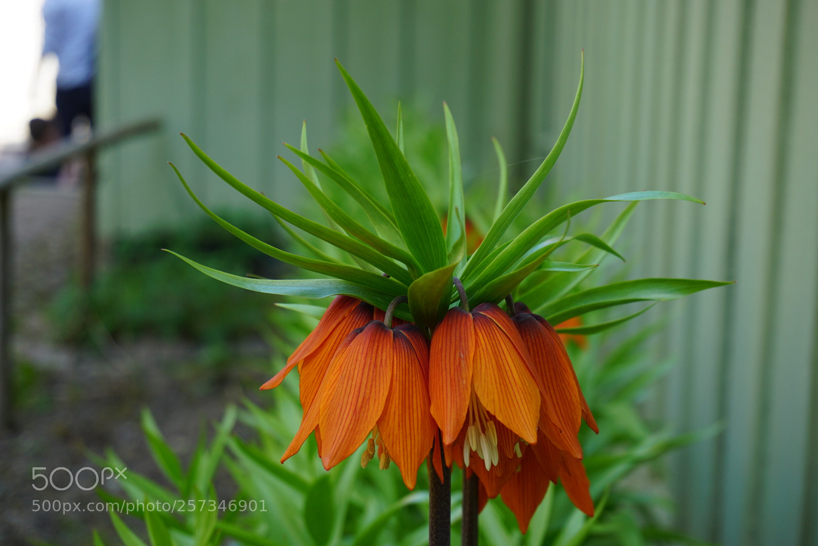 Sony a6000 sample photo. Untitled photography