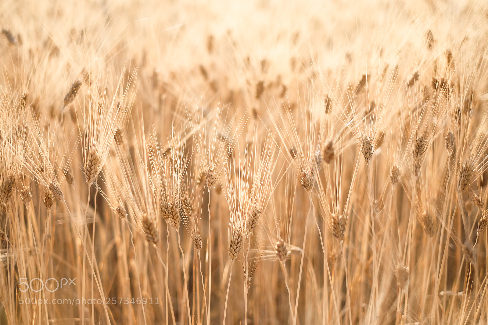 Fujifilm X-T1 sample photo. Golden photography