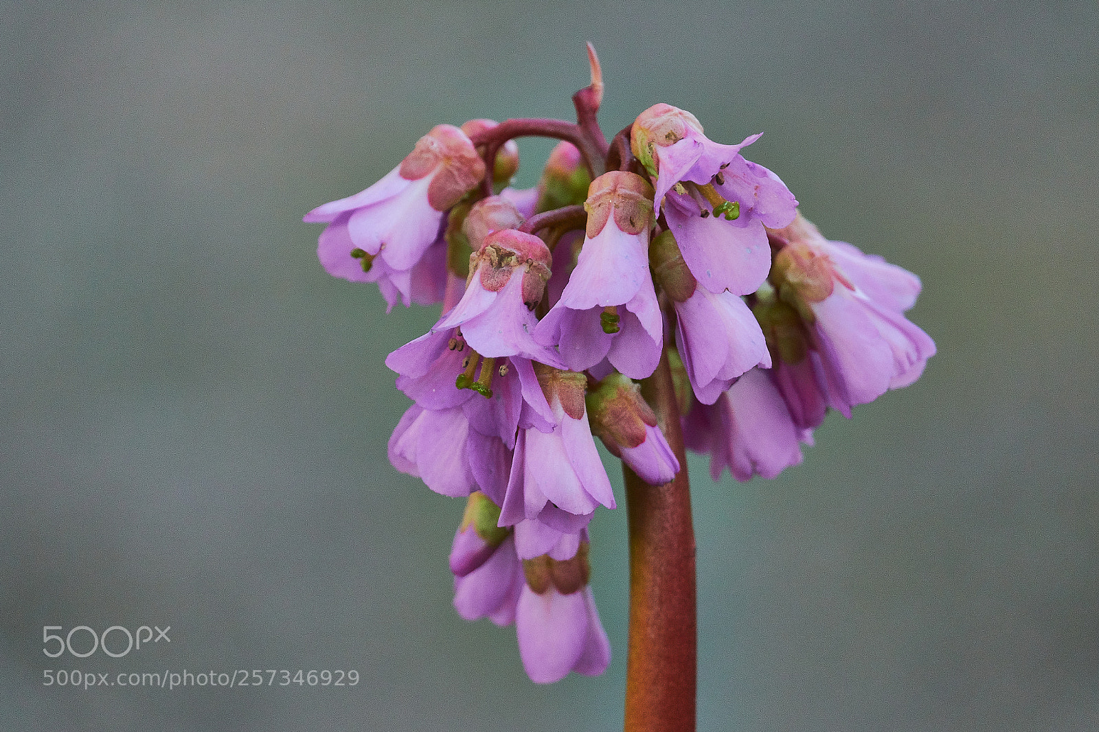Sony Cyber-shot DSC-RX10 IV sample photo. Bergenia photography