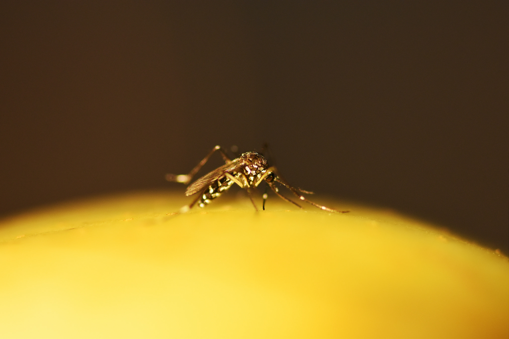 Sigma 105mm F2.8 EX DG OS HSM sample photo. 蚊 photography