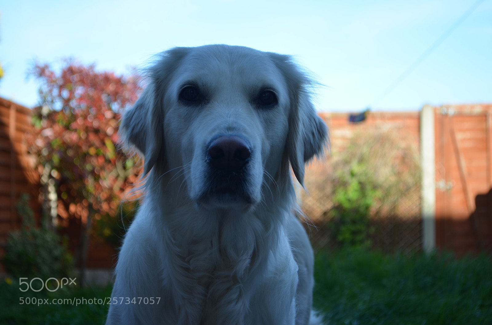 Nikon D5100 sample photo. Margo photography