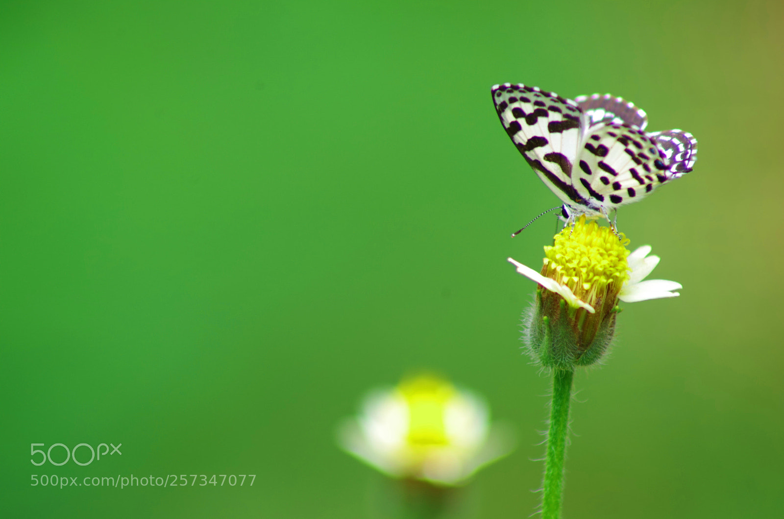 Pentax K-500 sample photo. Common pierrot ! photography