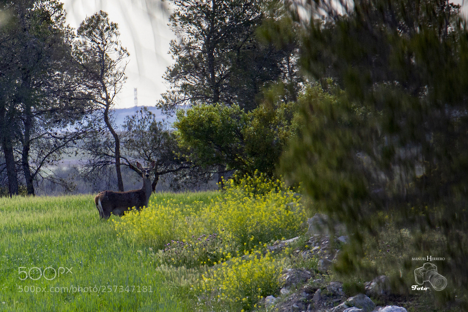 Canon EOS 550D (EOS Rebel T2i / EOS Kiss X4) sample photo. Sorpresa.... photography