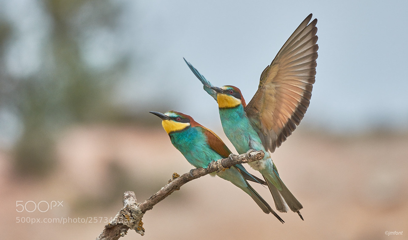 Nikon D7200 sample photo. Merops apiaster photography