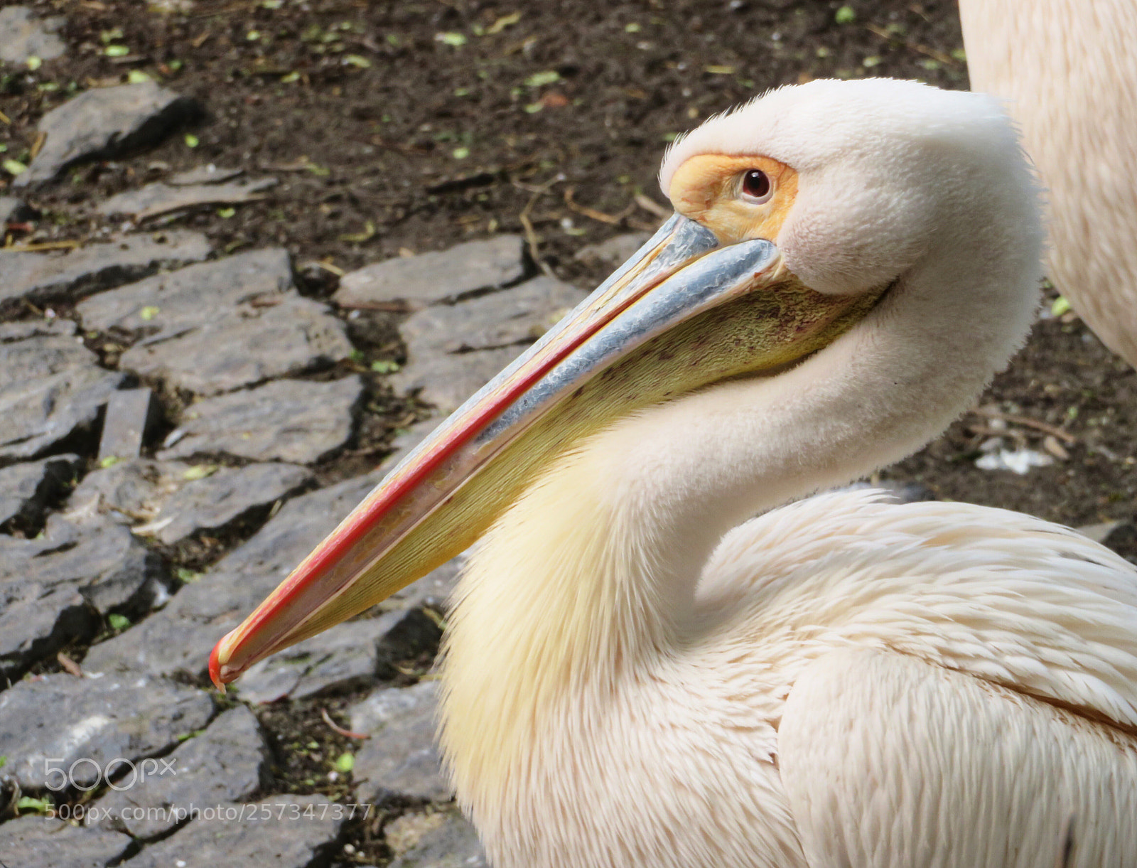 Canon PowerShot SX720 HS sample photo. Great white pelican photography