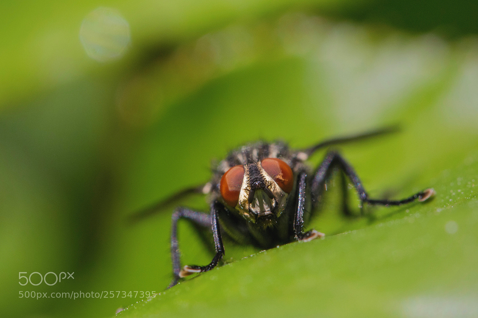 Canon EOS 7D Mark II sample photo. La mouche photography