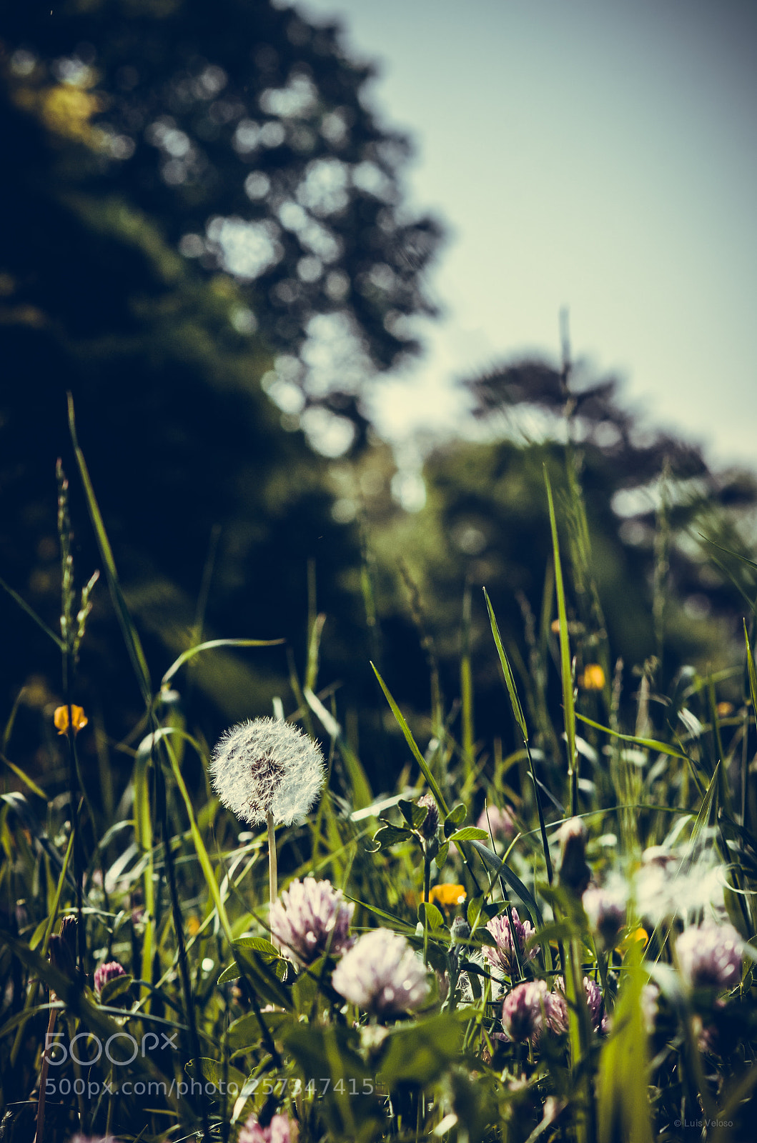 Pentax K-30 sample photo. Spring at the royal photography