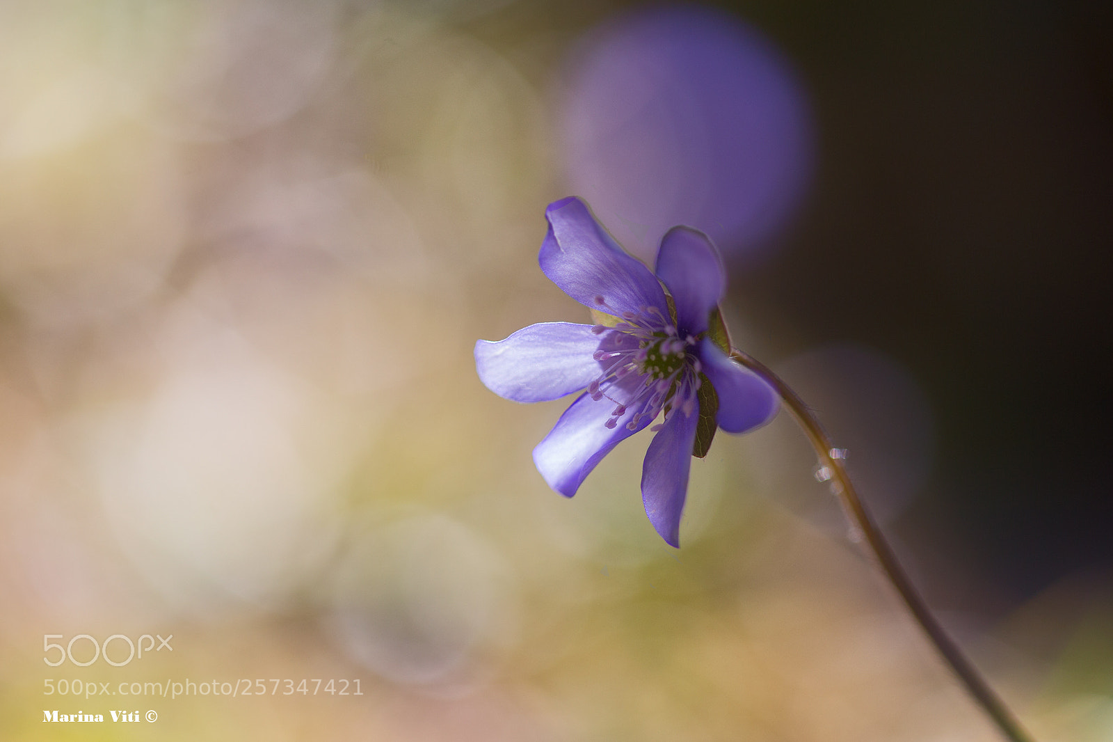 Canon EOS 6D sample photo. In backlight photography