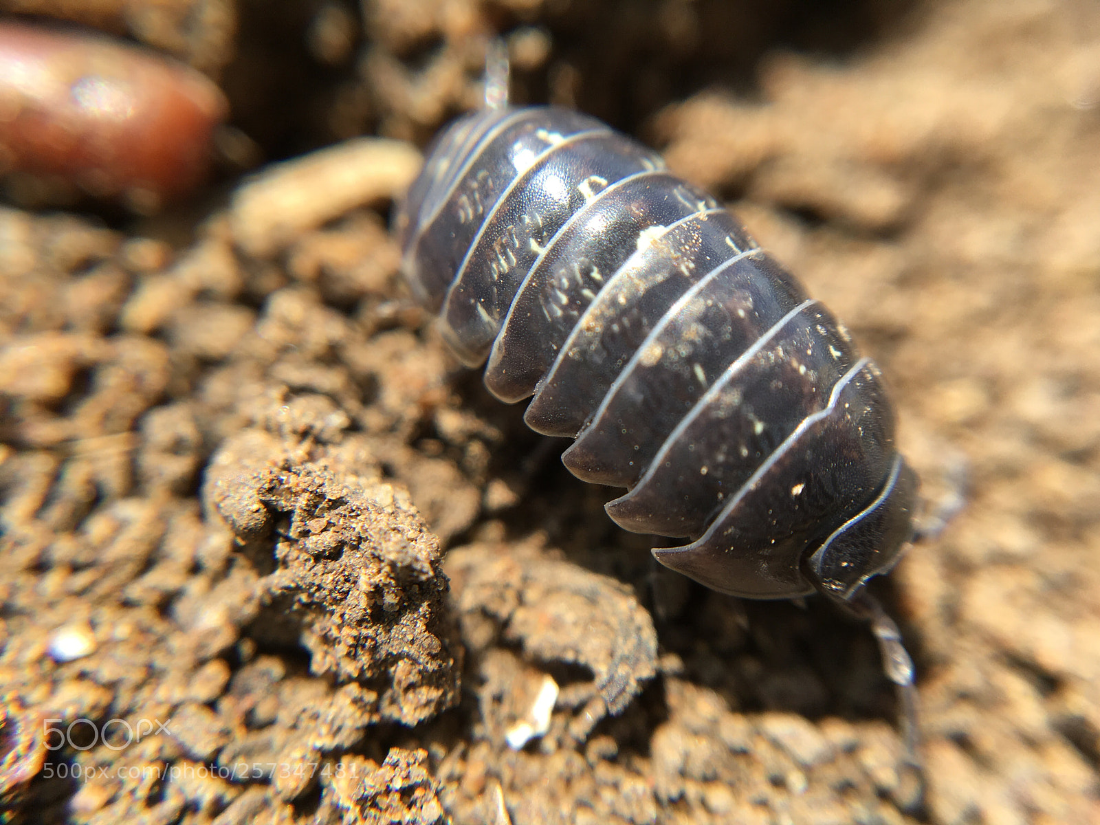 Apple iPhone SE sample photo. Rolly polly photography