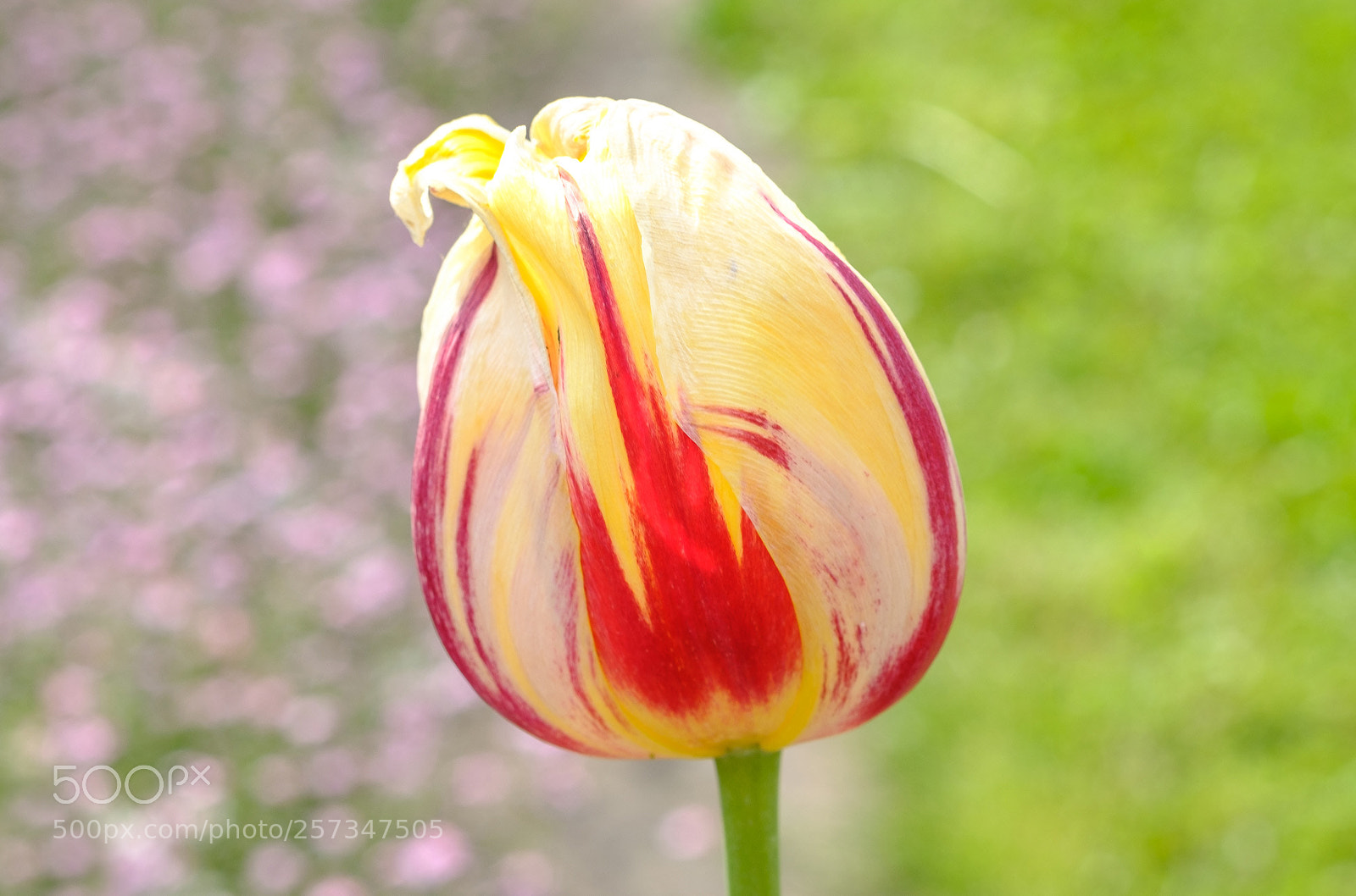 Fujifilm X-T2 sample photo. Blume 1 photography