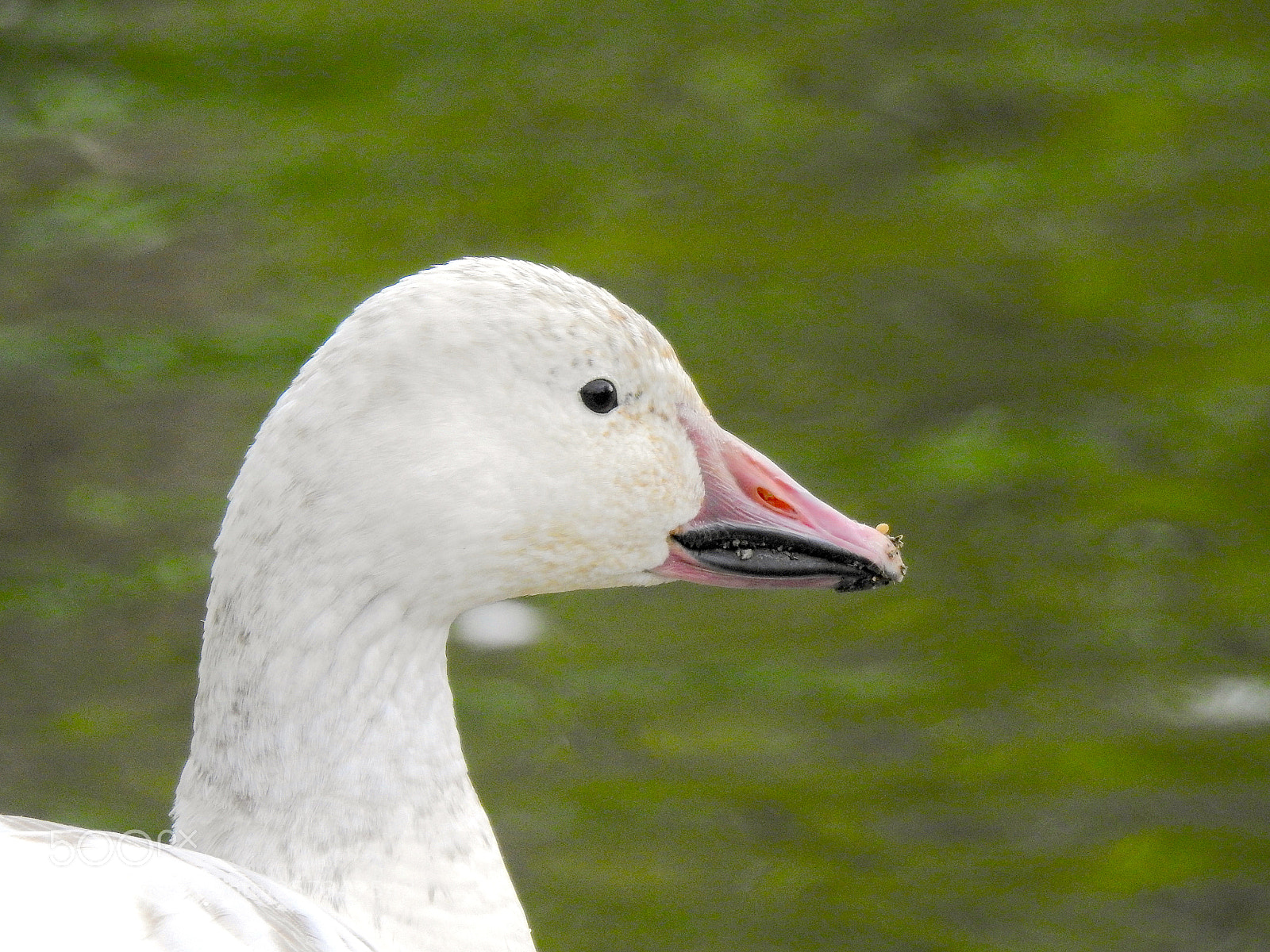 Nikon Coolpix P900 sample photo. Snow goose photography