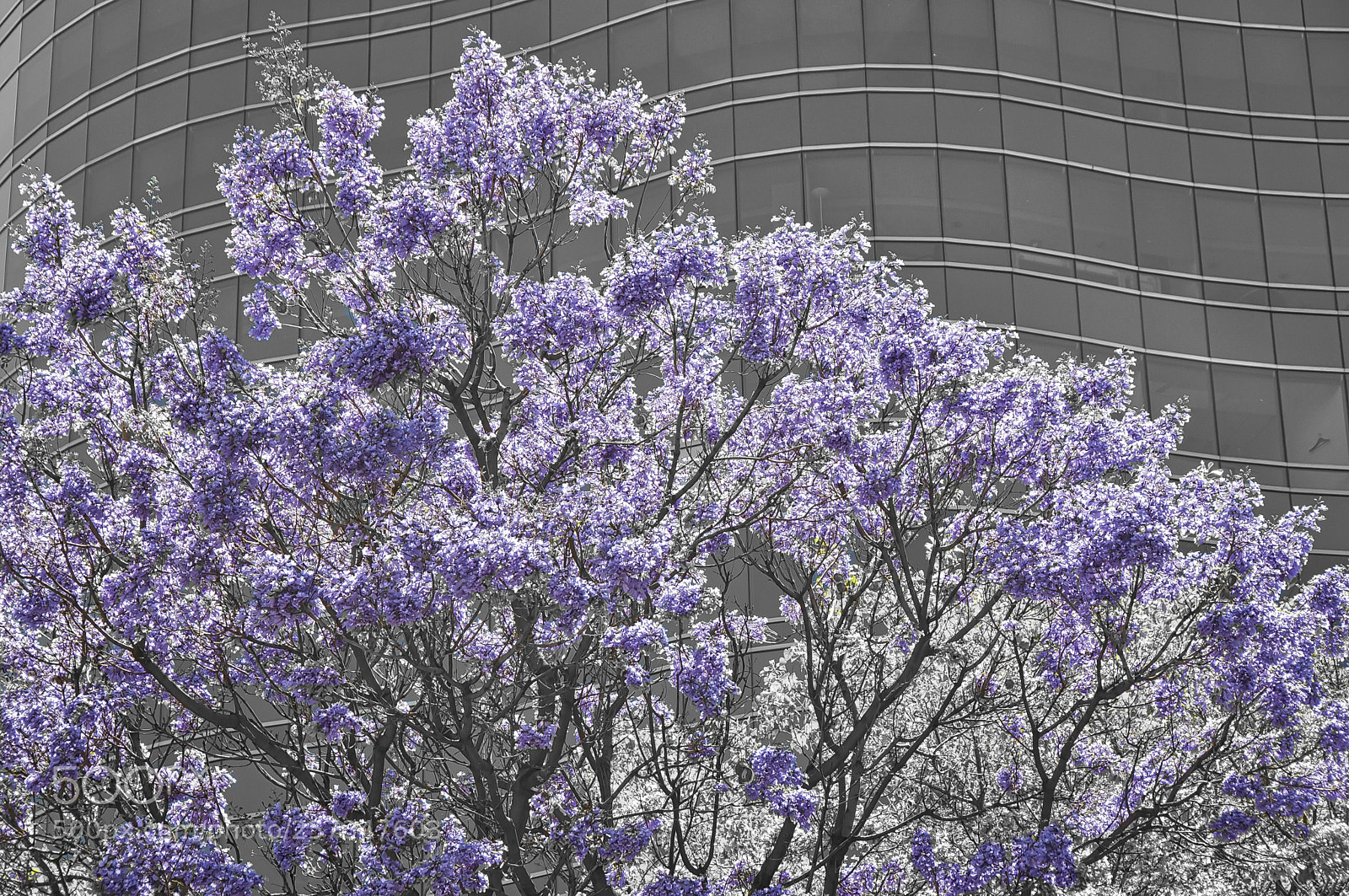 Nikon D90 sample photo. Festival de la jacaranda photography