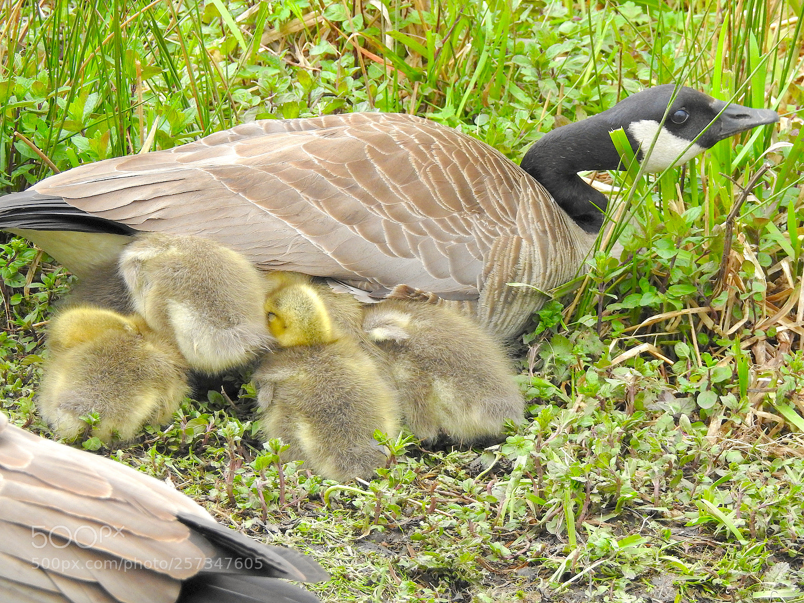 Nikon Coolpix P900 sample photo. Babies photography