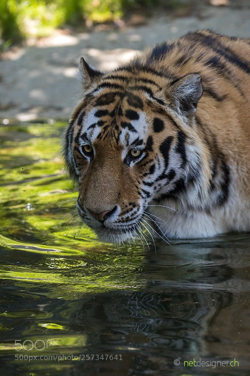 Canon EOS 5D Mark IV sample photo. Amur tiger photography