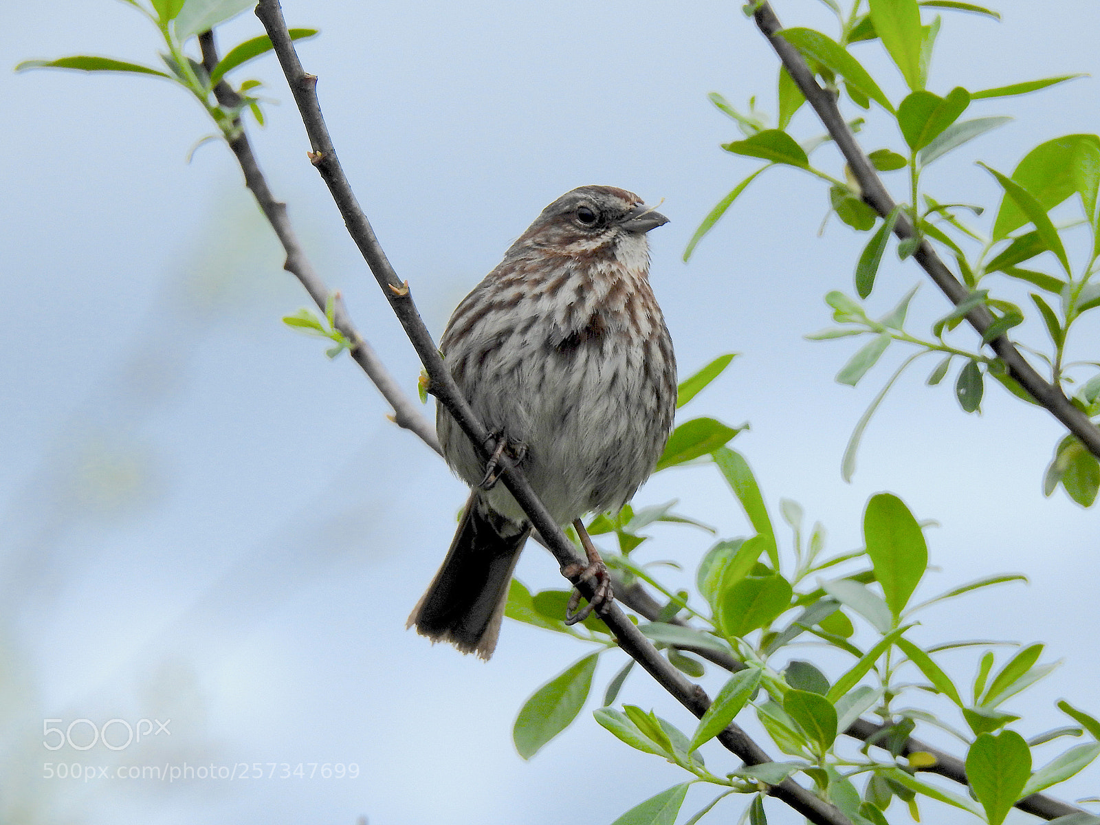 Nikon Coolpix P900 sample photo. Song sparrow photography