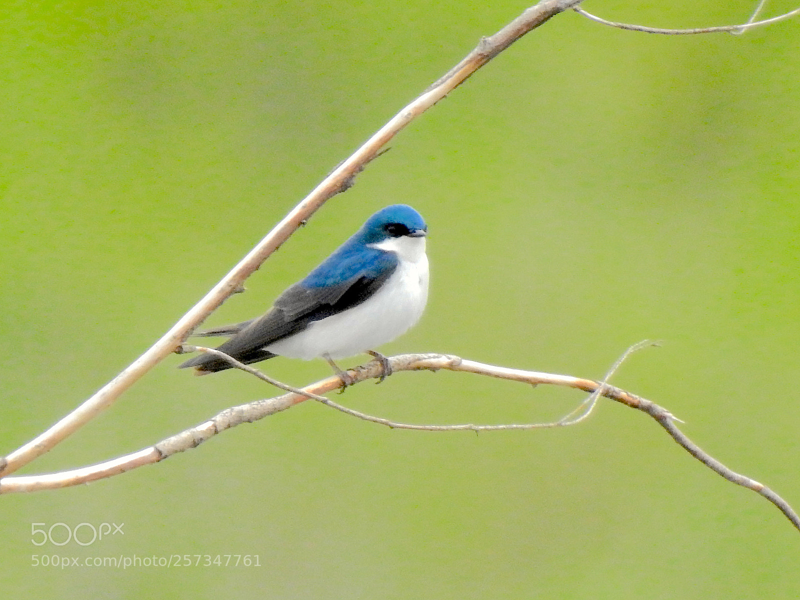 Nikon Coolpix P900 sample photo. Tree swallow photography
