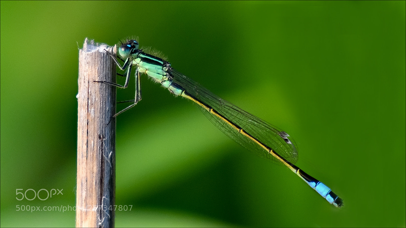 Nikon D500 sample photo. Dragonfly photography