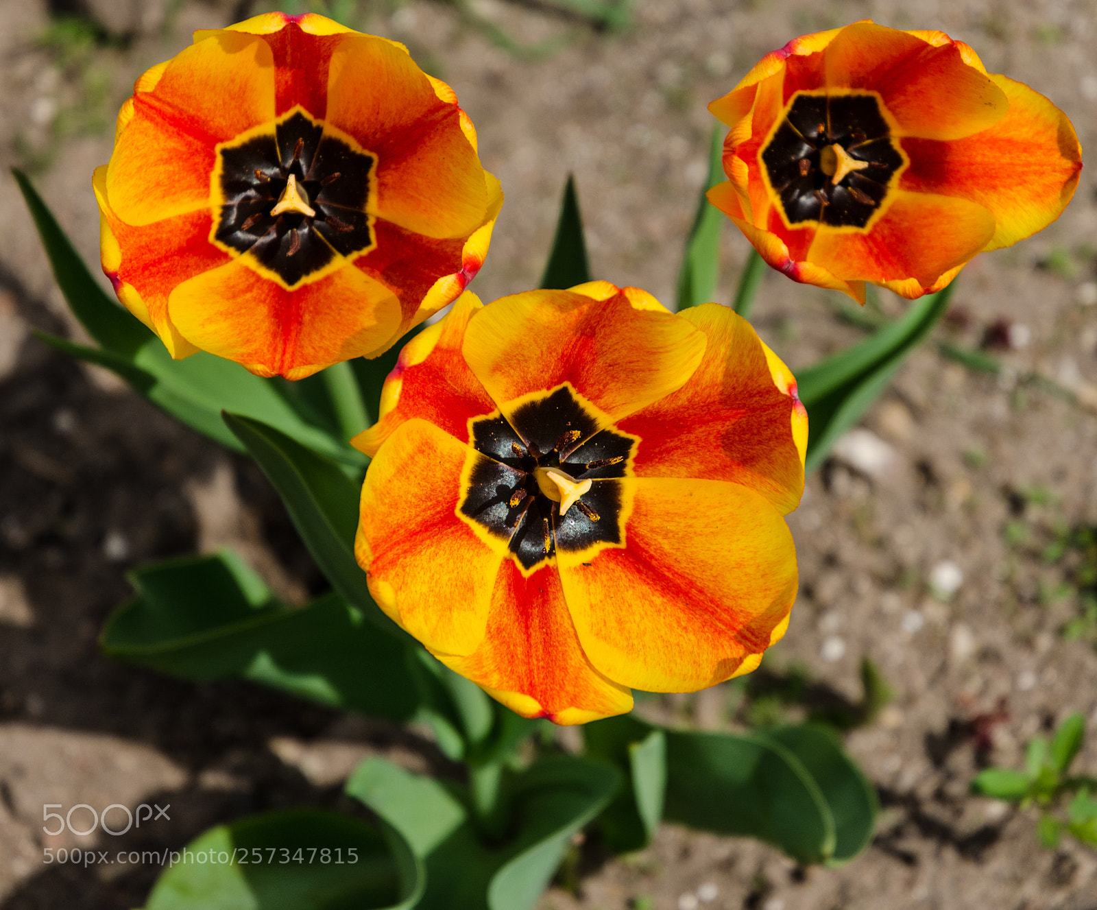 Nikon D5100 sample photo. 377 photography