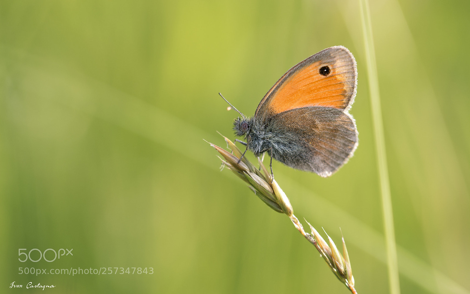 Nikon D7200 sample photo. Butterfly photography