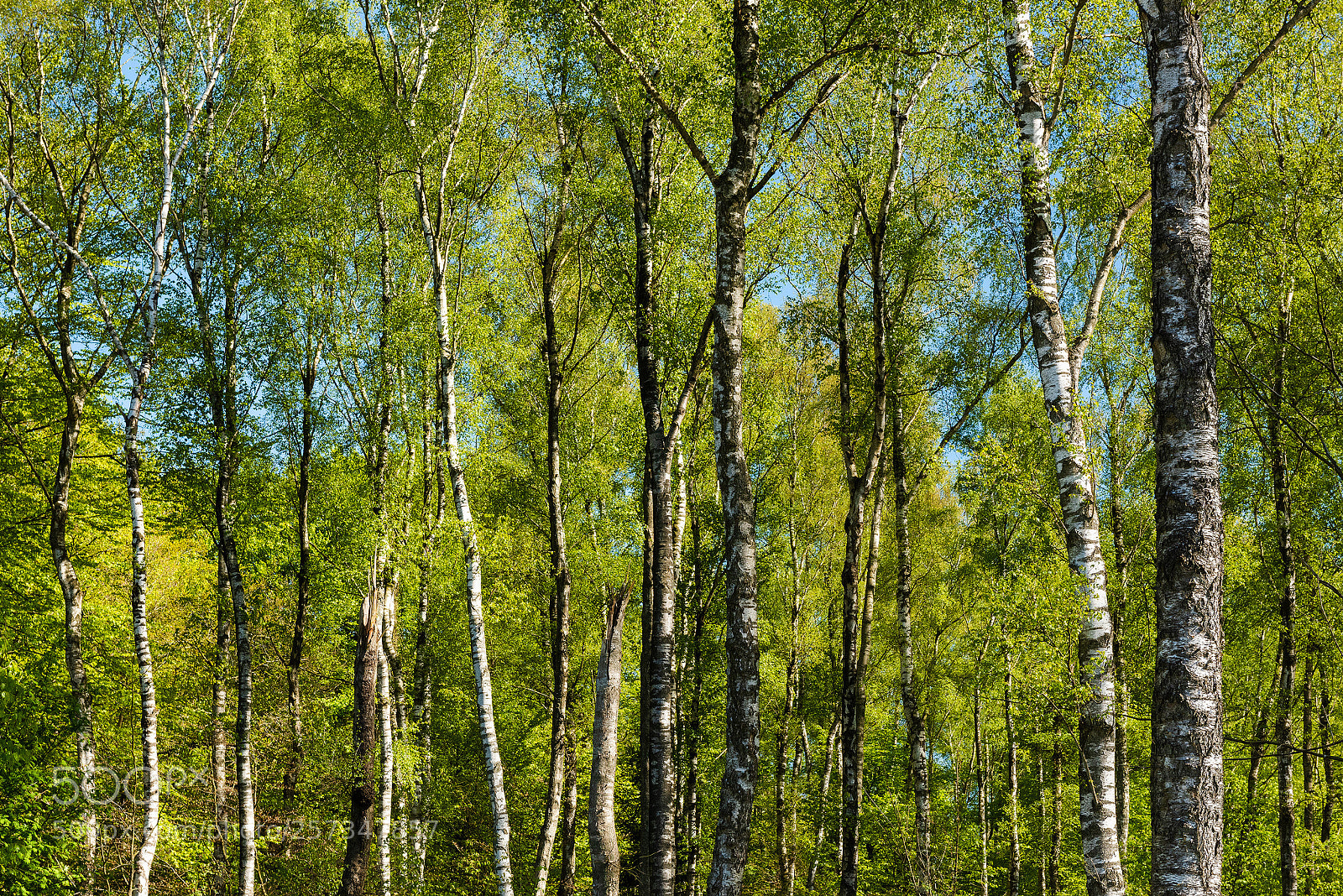 Nikon D810 sample photo. Spring time photography