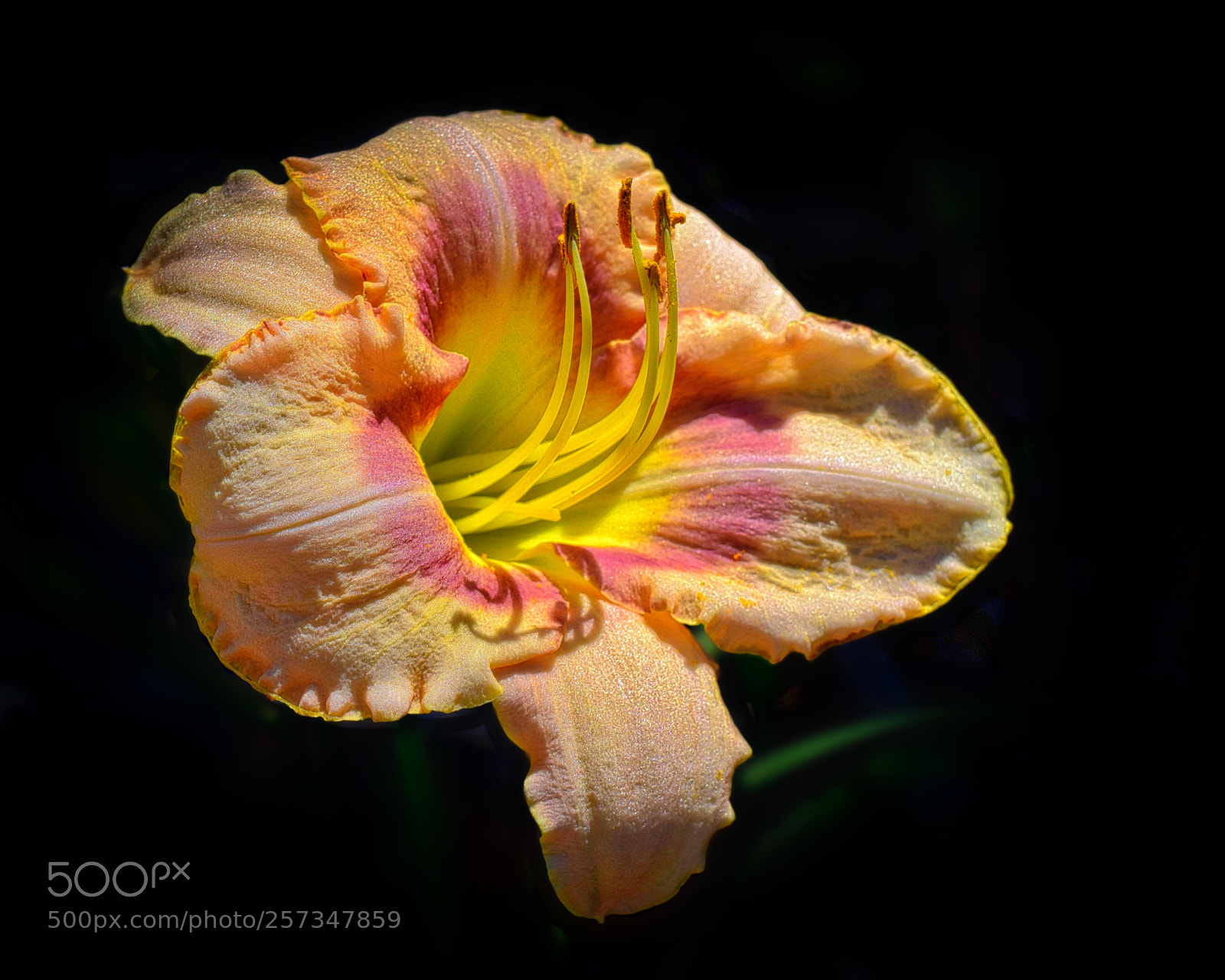 Nikon D3300 sample photo. Peach lily photography