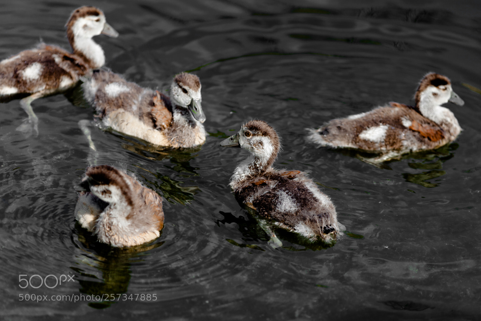 Canon EOS 5D Mark II sample photo. Small ducks photography