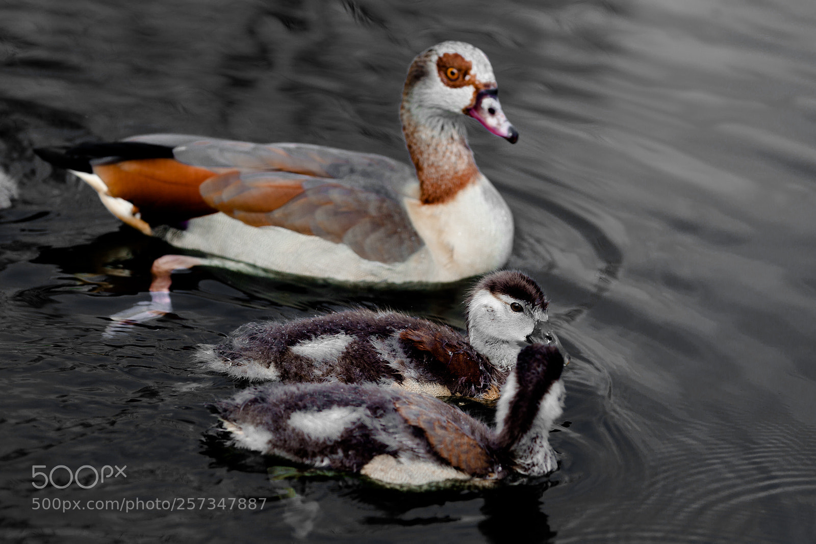 Canon EOS 5D Mark II sample photo. Small ducks photography
