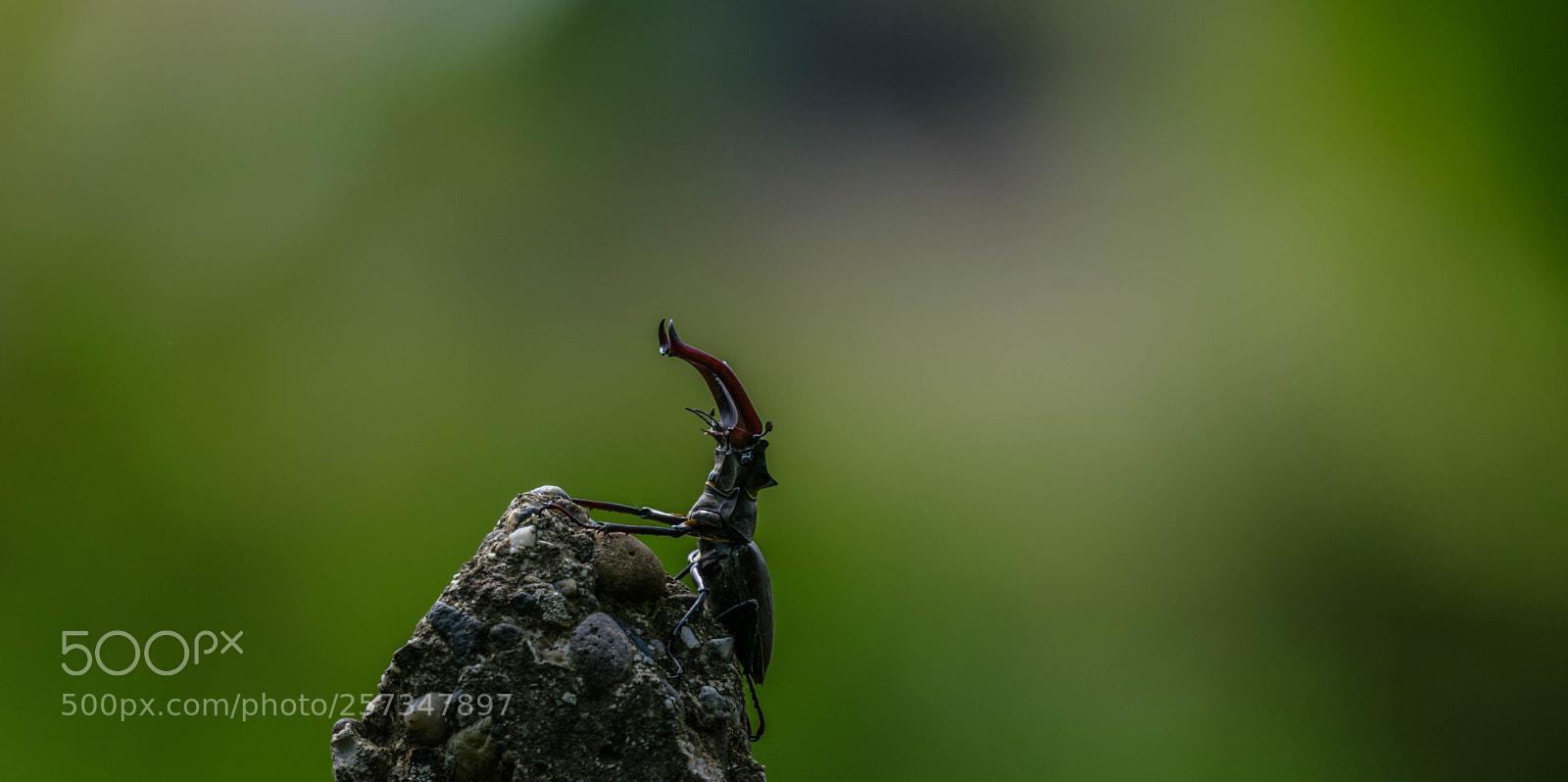 Nikon D5300 sample photo. The bug! photography