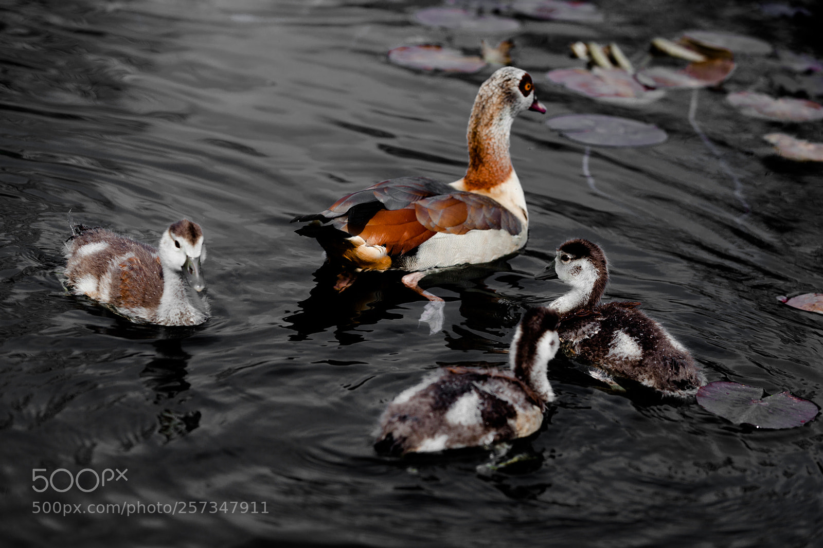 Canon EOS 5D Mark II sample photo. Small ducks photography