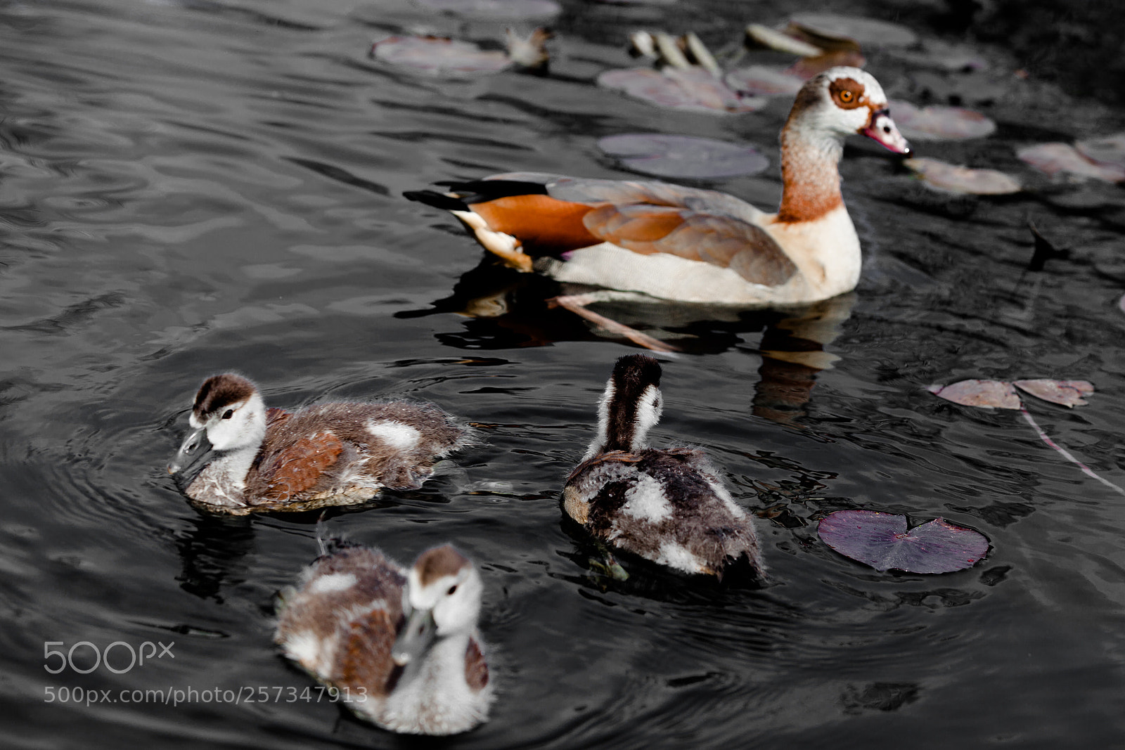 Canon EOS 5D Mark II sample photo. Small ducks photography