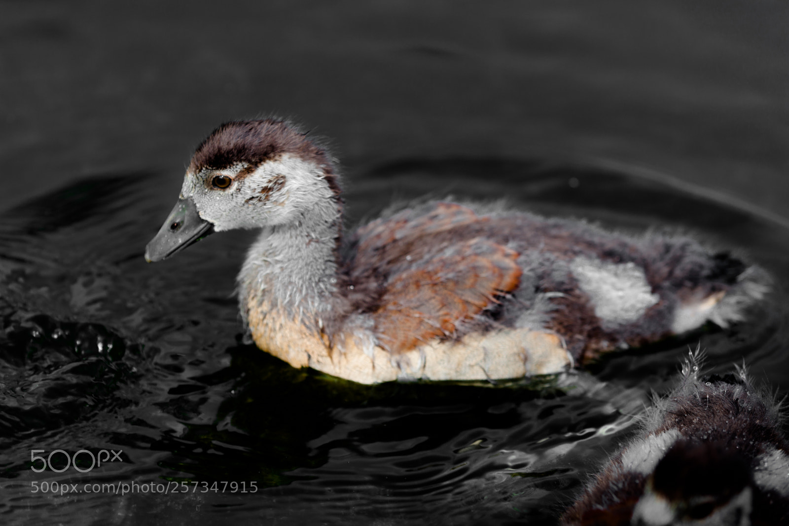 Canon EOS 5D Mark II sample photo. Small ducks photography